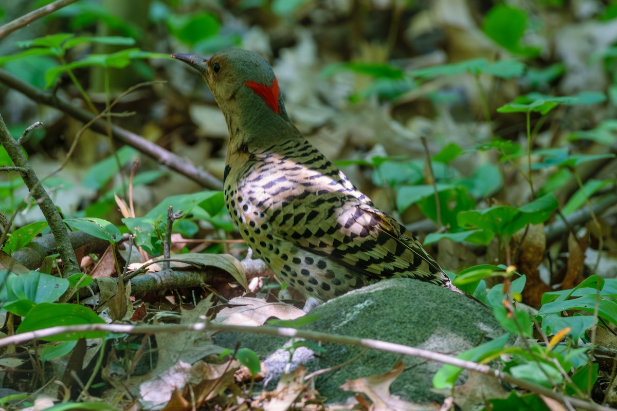 Northern Flicker - ML620490000