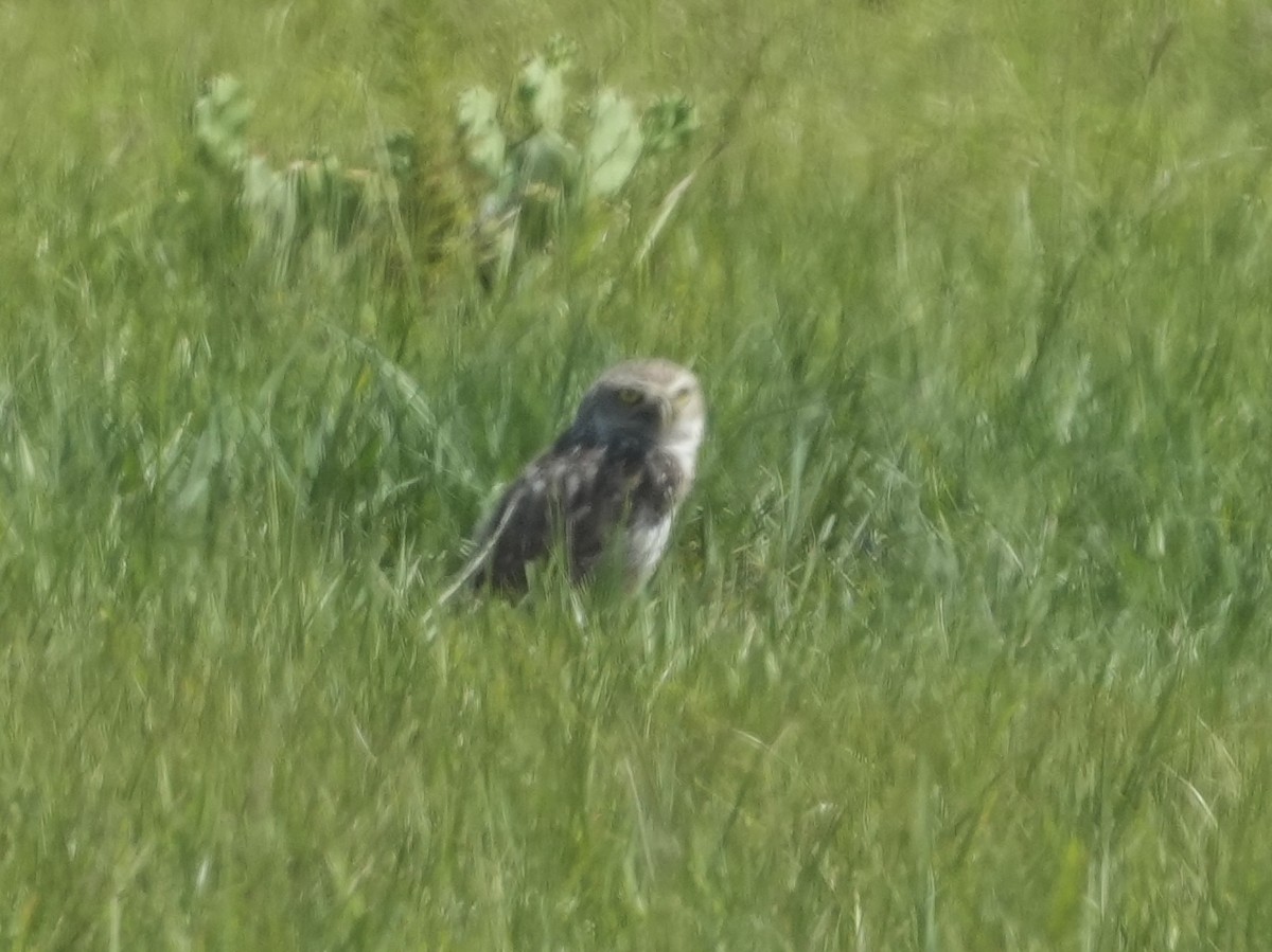 Burrowing Owl - ML620490001