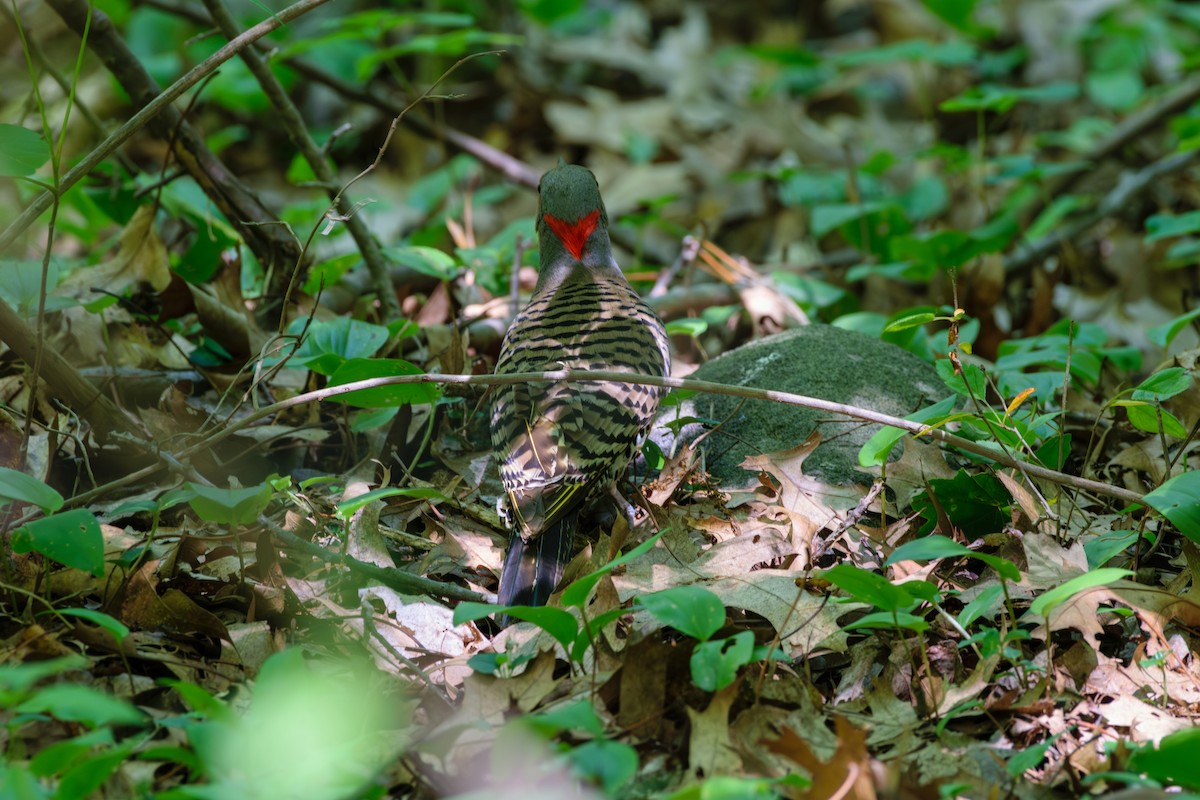 Northern Flicker - ML620490003