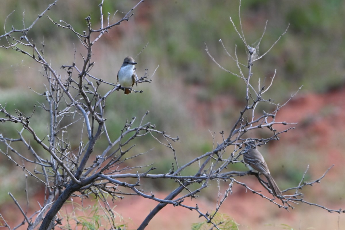 Ash-throated Flycatcher - ML620490006