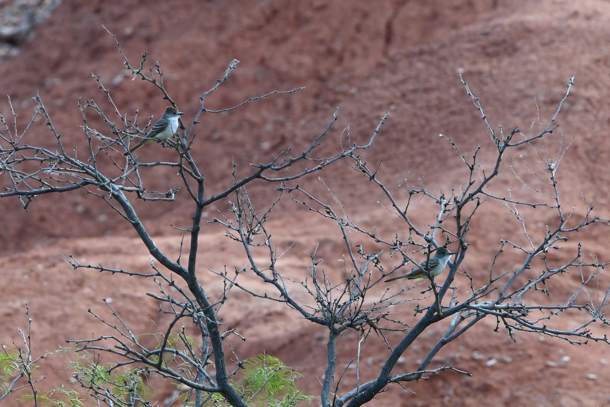 Ash-throated Flycatcher - ML620490007