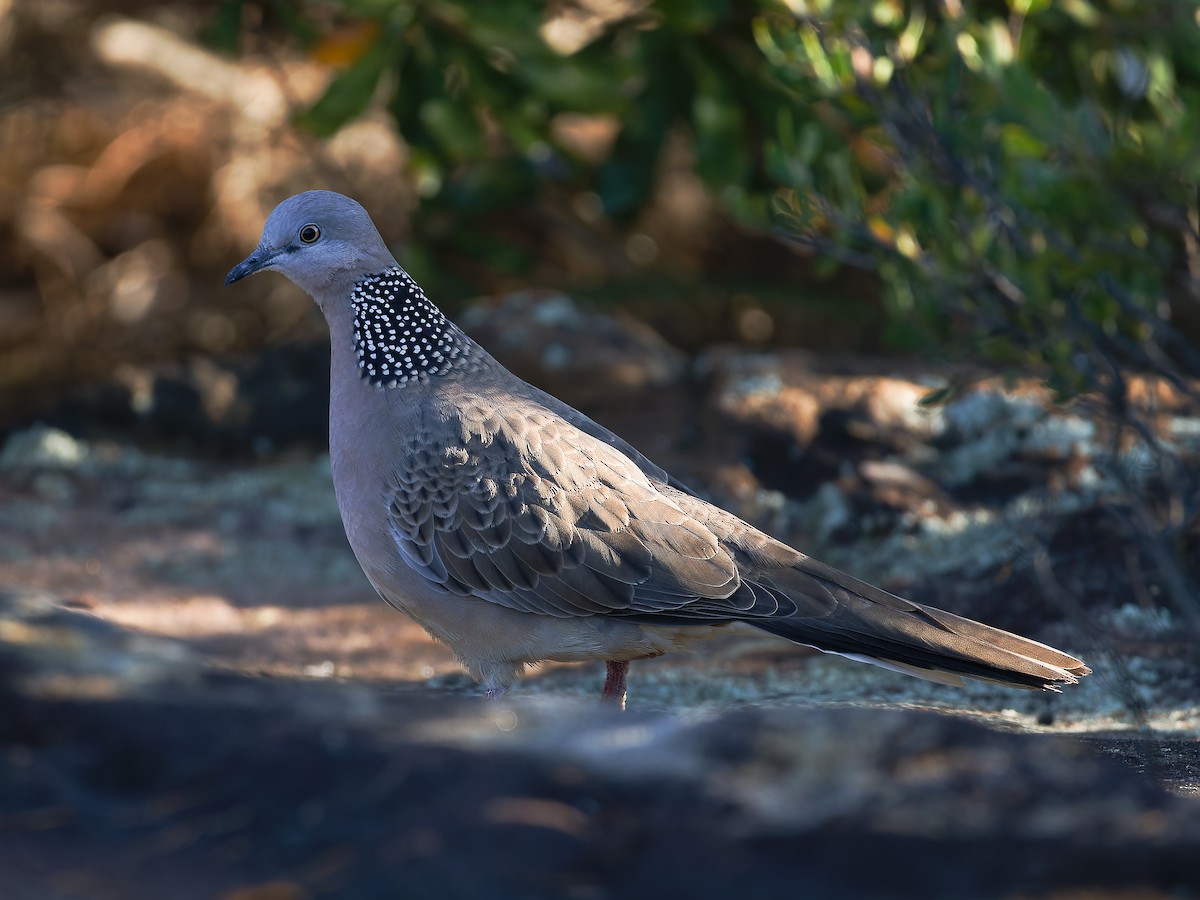 Spotted Dove - ML620490011