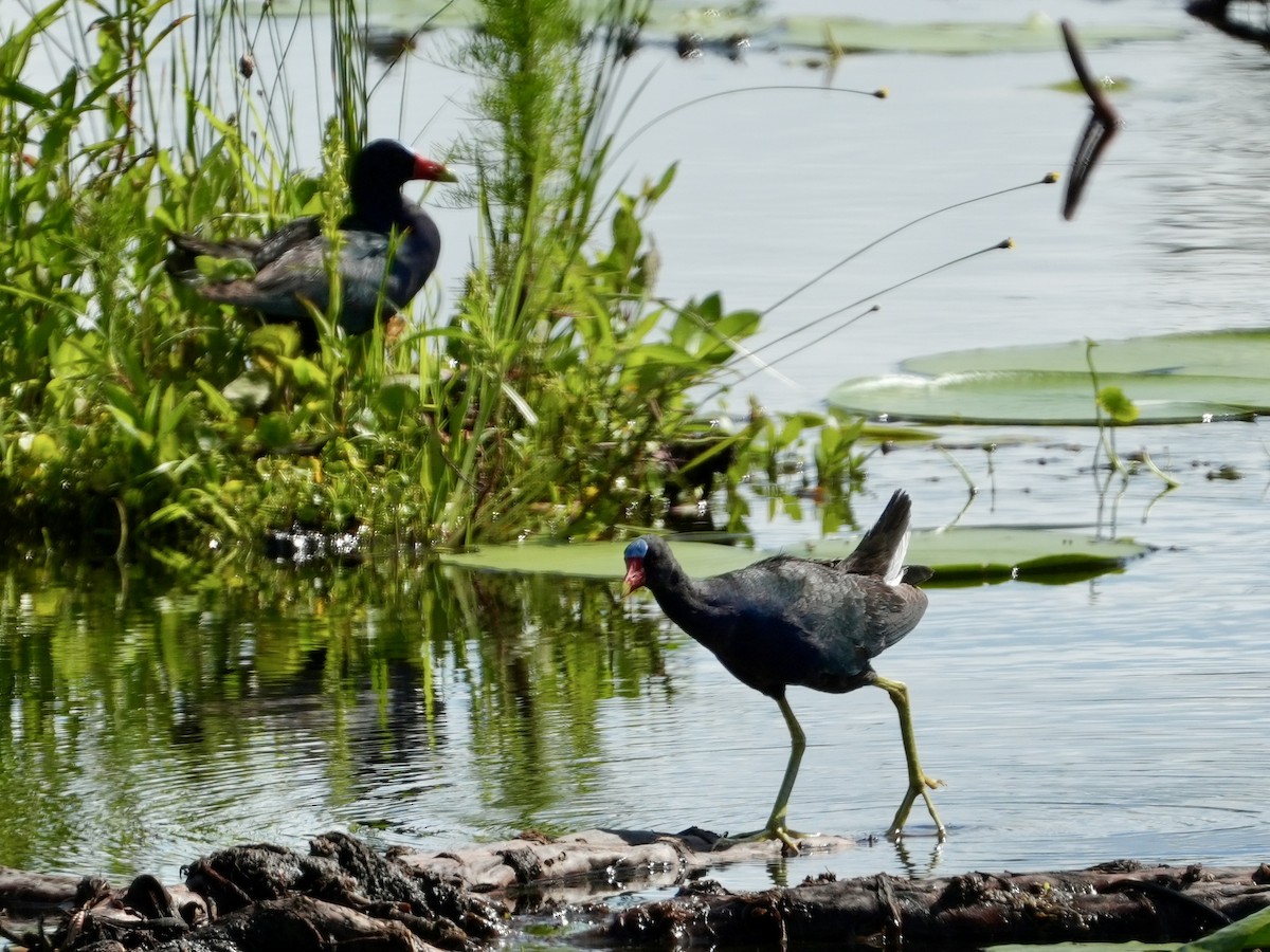 Purple Gallinule - ML620490016