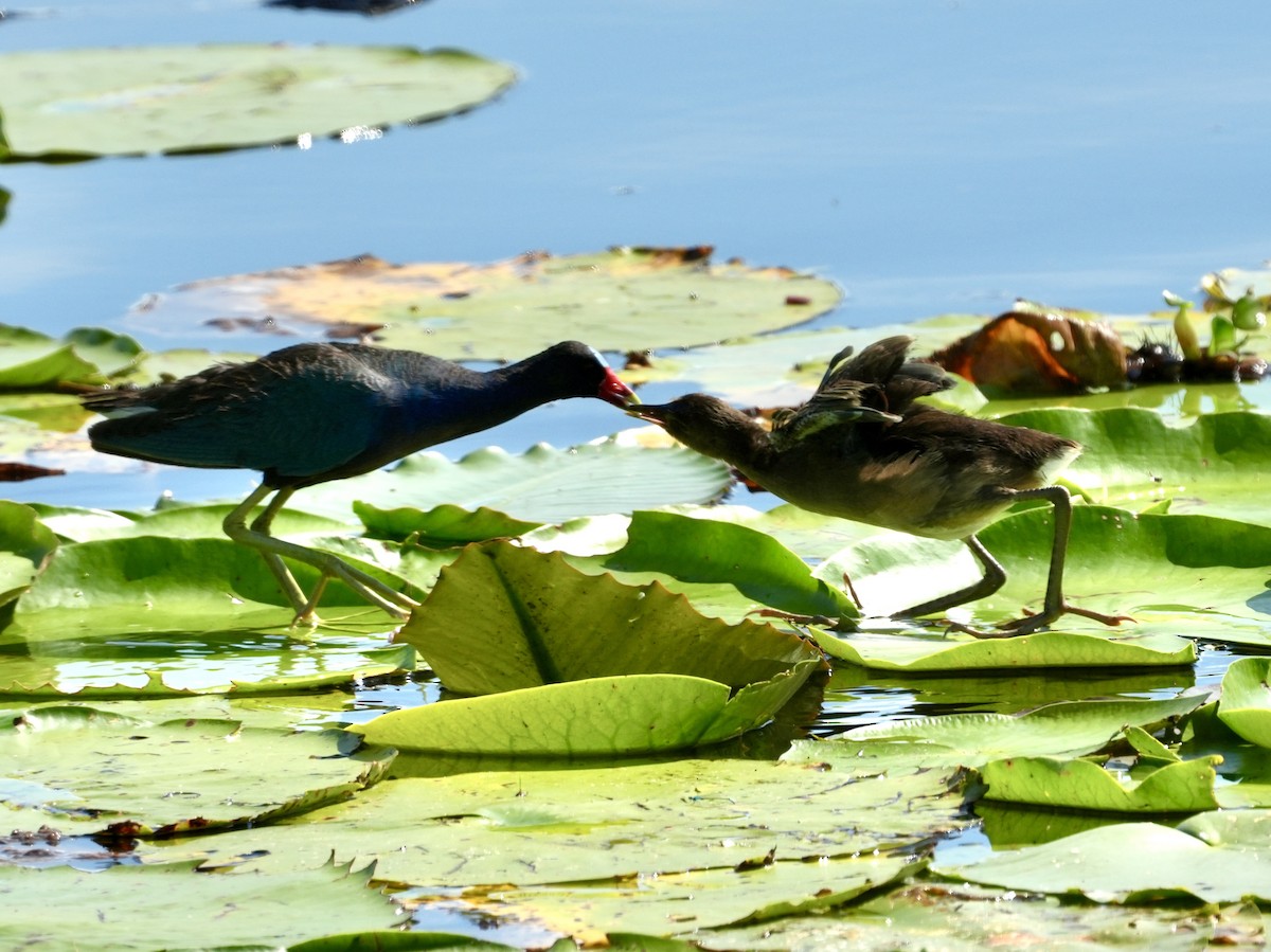 Purple Gallinule - ML620490017