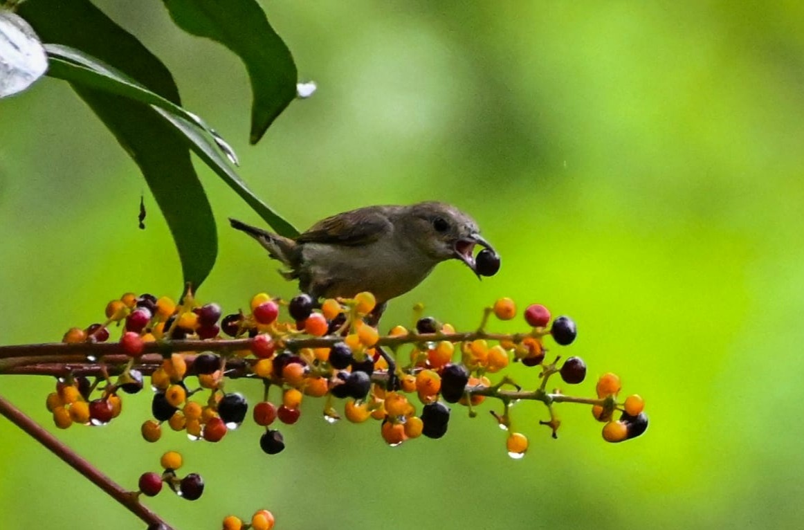 Plain Flowerpecker - ML620490021