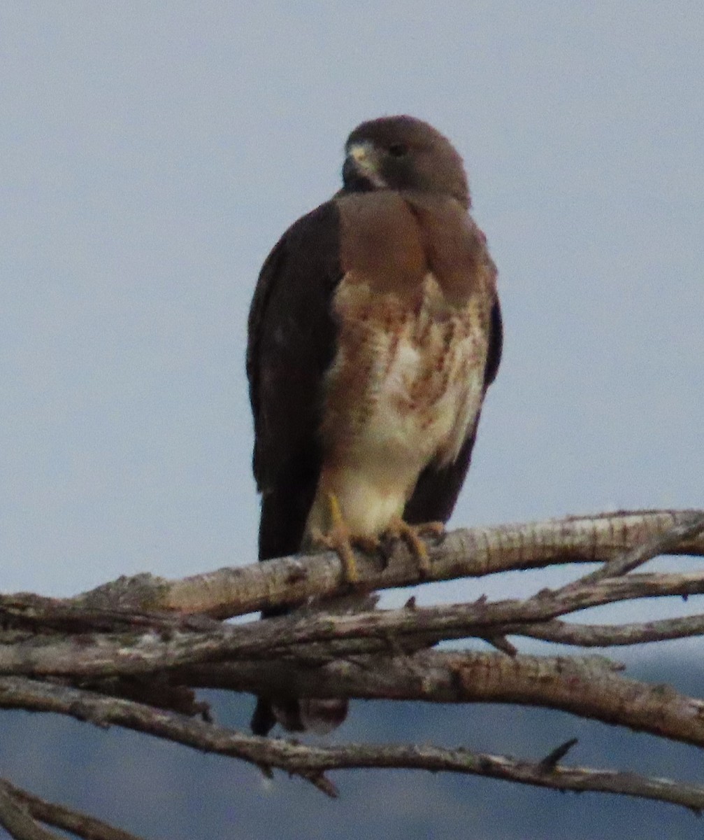 Swainson's Hawk - ML620490023