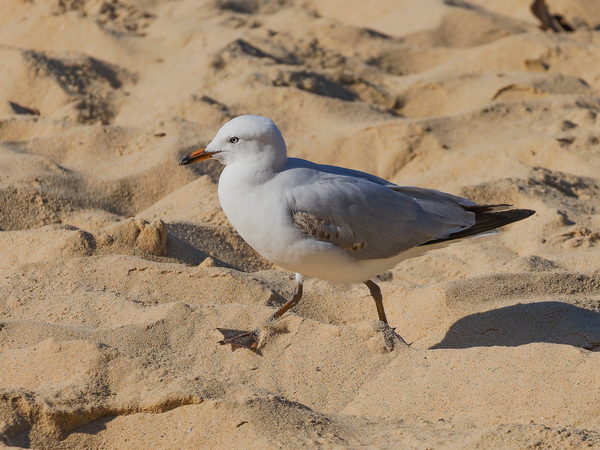 Silver Gull - ML620490024