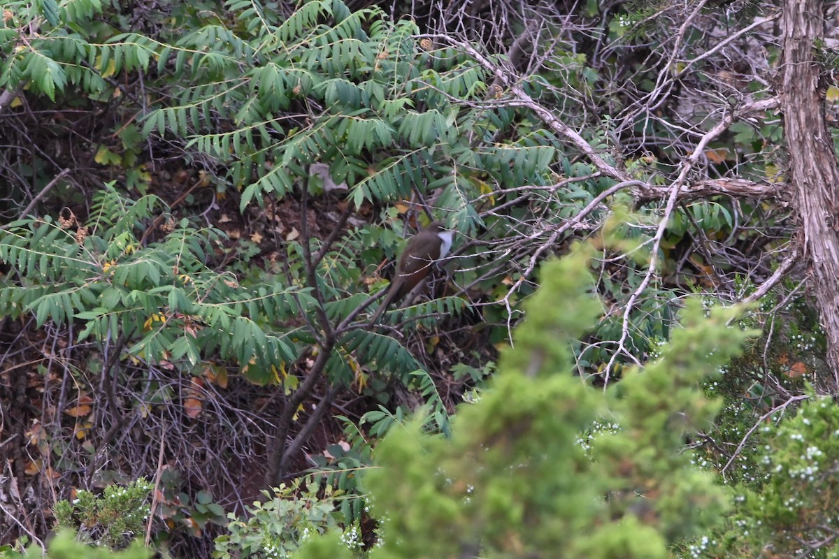 Yellow-billed Cuckoo - ML620490027