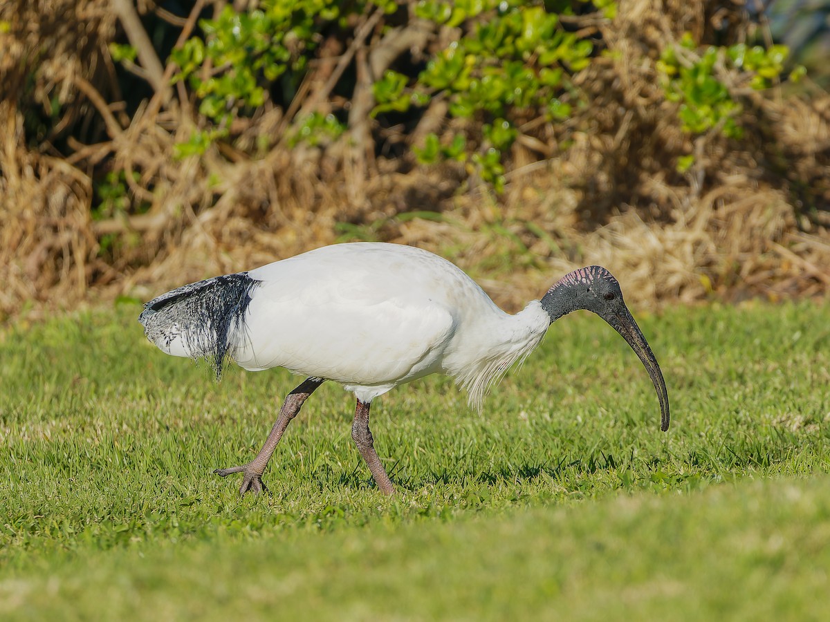 Australian Ibis - ML620490030