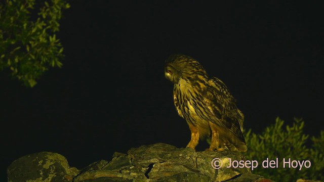 Eurasian Eagle-Owl - ML620490033