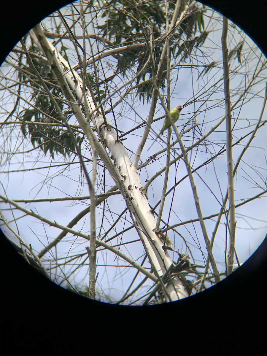 Plum-headed Parakeet - Alana Hodson