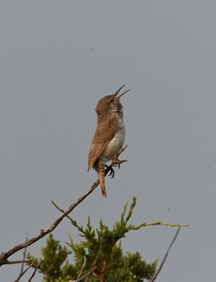 Rock Wren - ML620490039