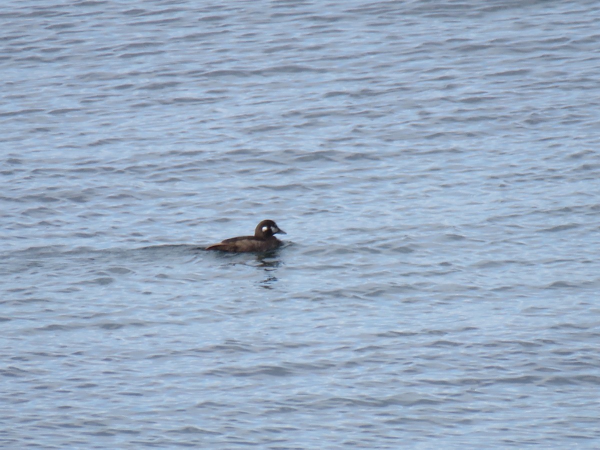 Harlequin Duck - ML620490043