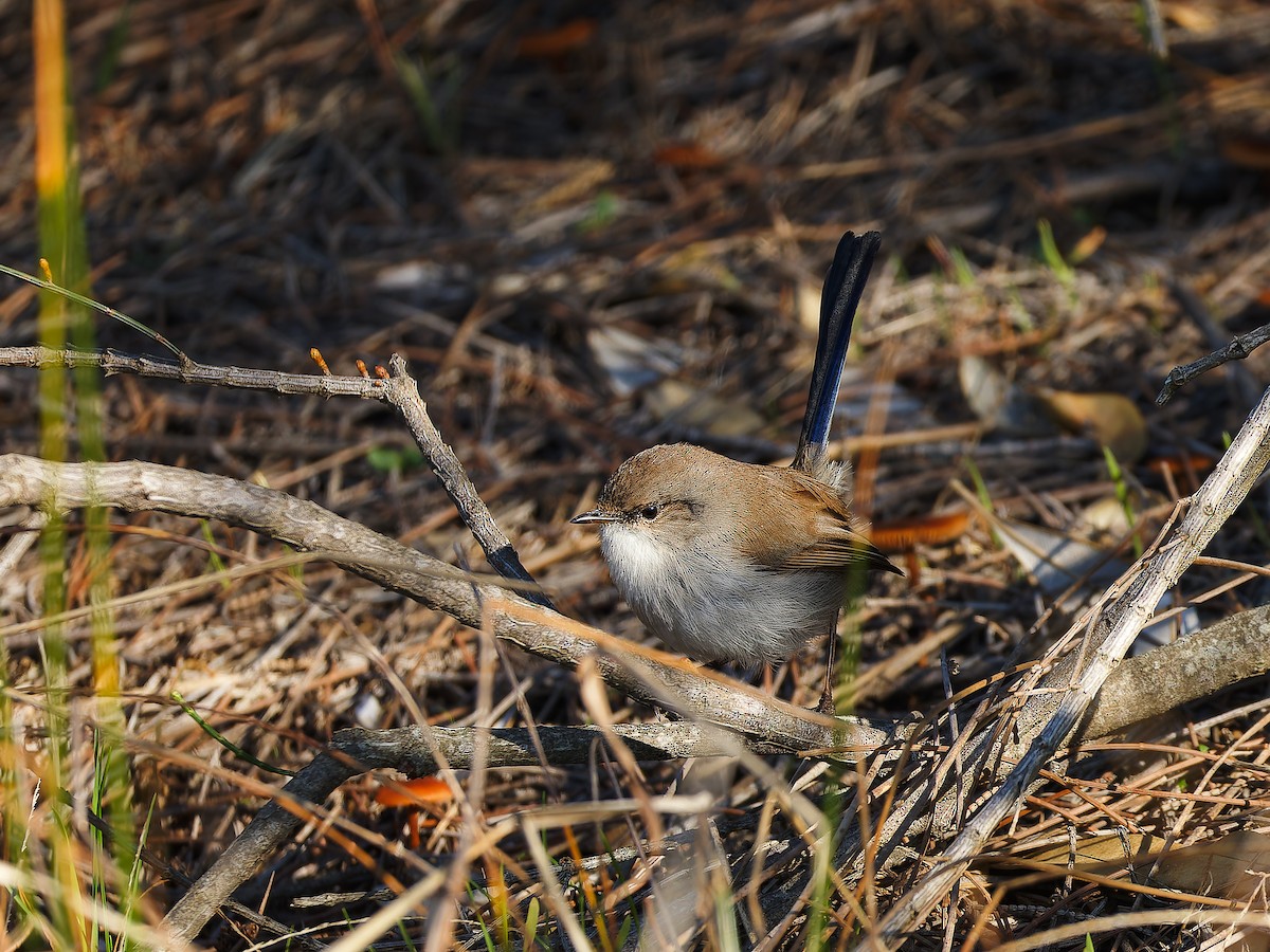 Superb Fairywren - ML620490045