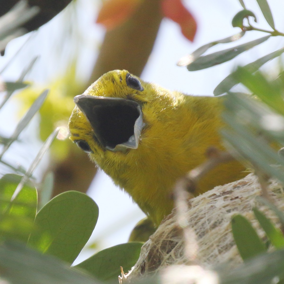 Common Iora - ML620490049