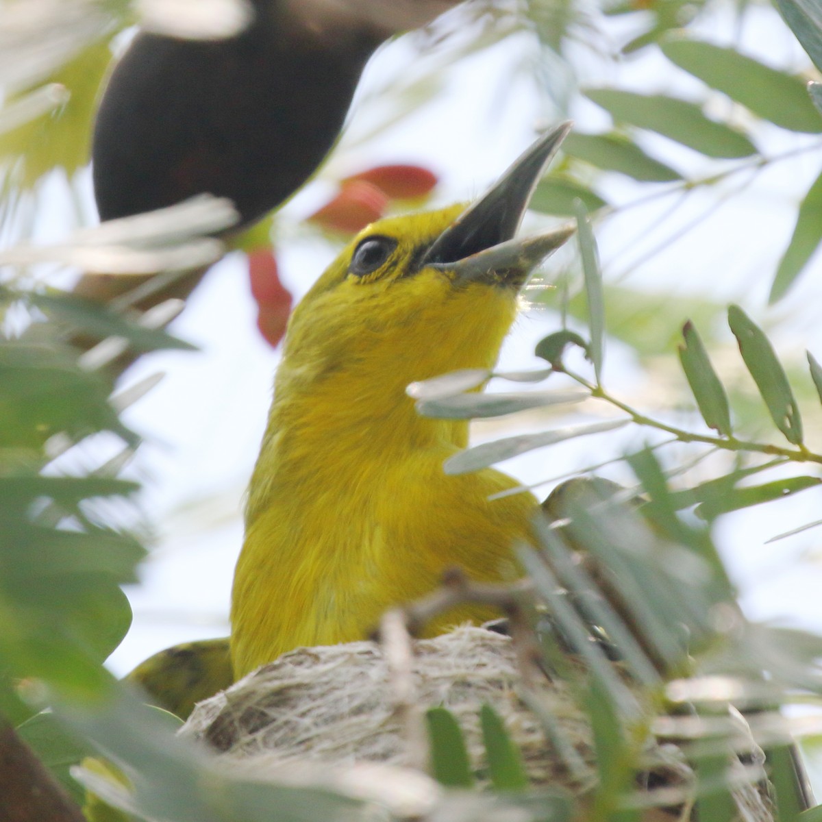 Common Iora - ML620490051