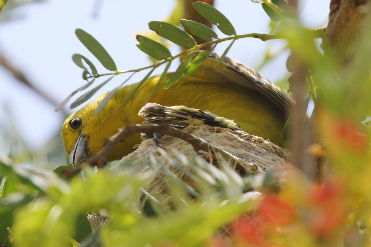 Common Iora - ML620490052