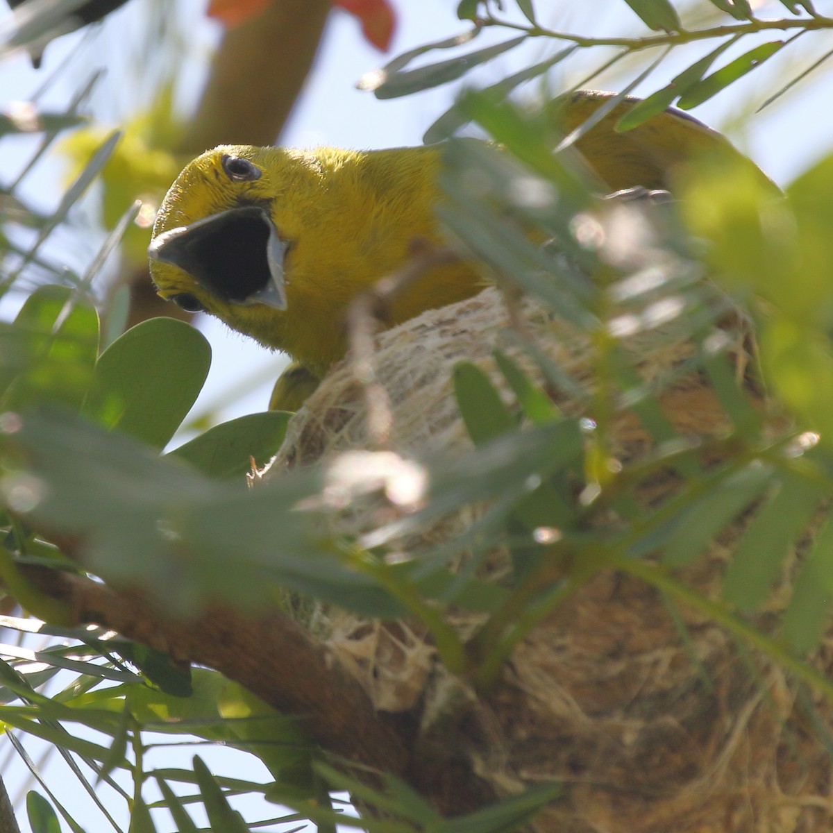 Common Iora - ML620490053