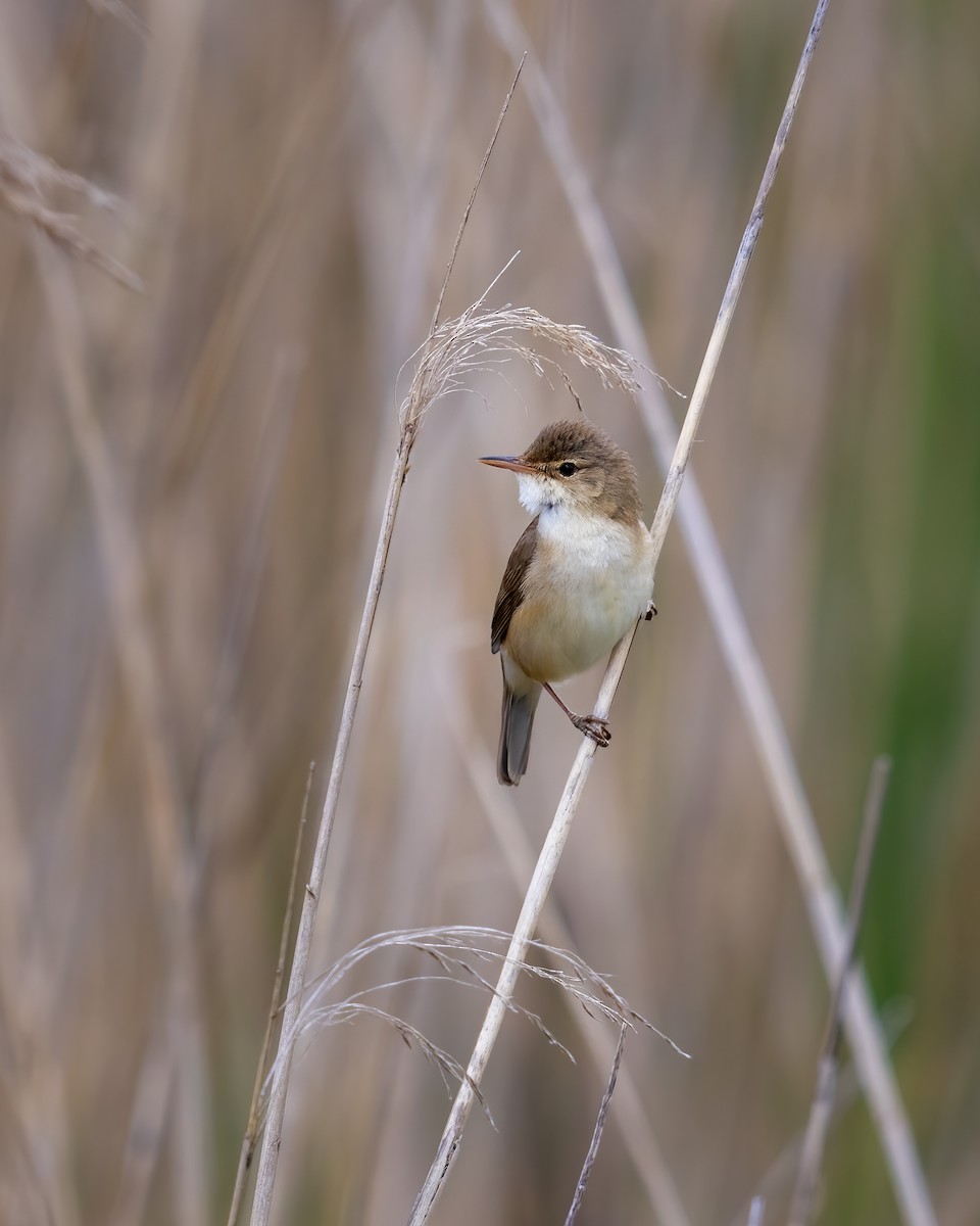 Common Reed Warbler - ML620490058