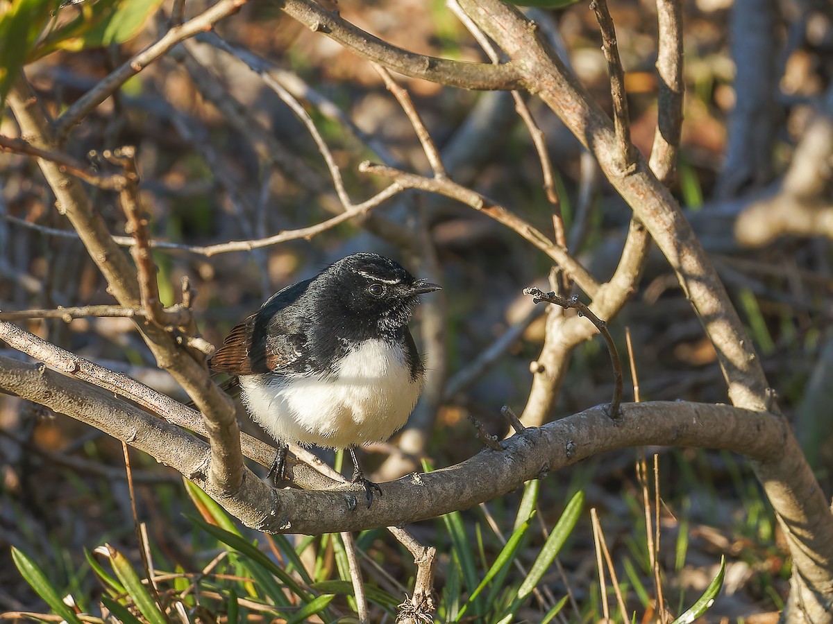 Willie-wagtail - ML620490060