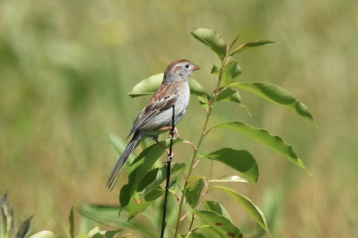 Field Sparrow - ML620490066