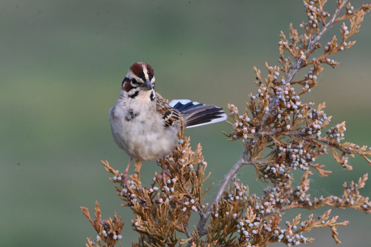 Lark Sparrow - ML620490071