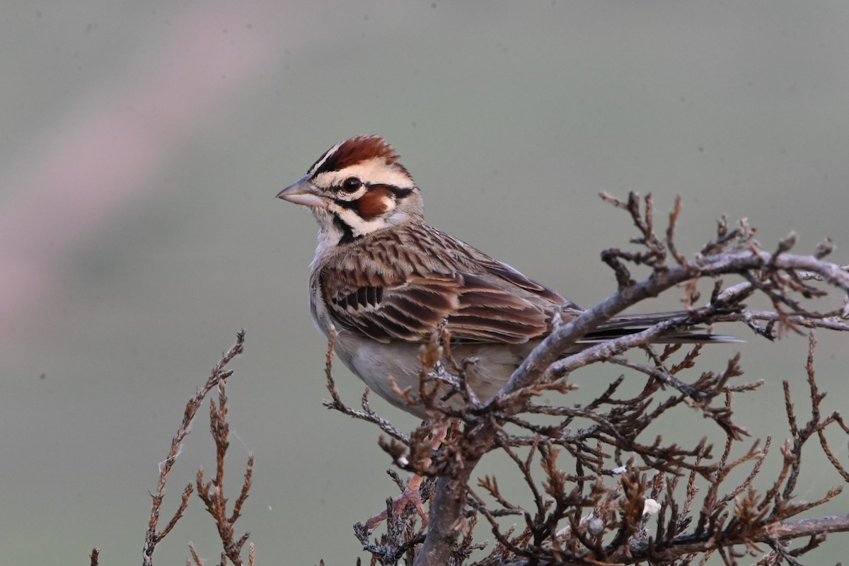 Lark Sparrow - ML620490073