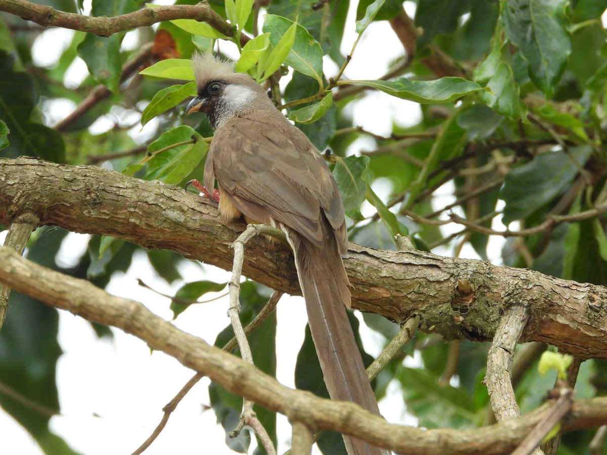 Speckled Mousebird - ML620490076