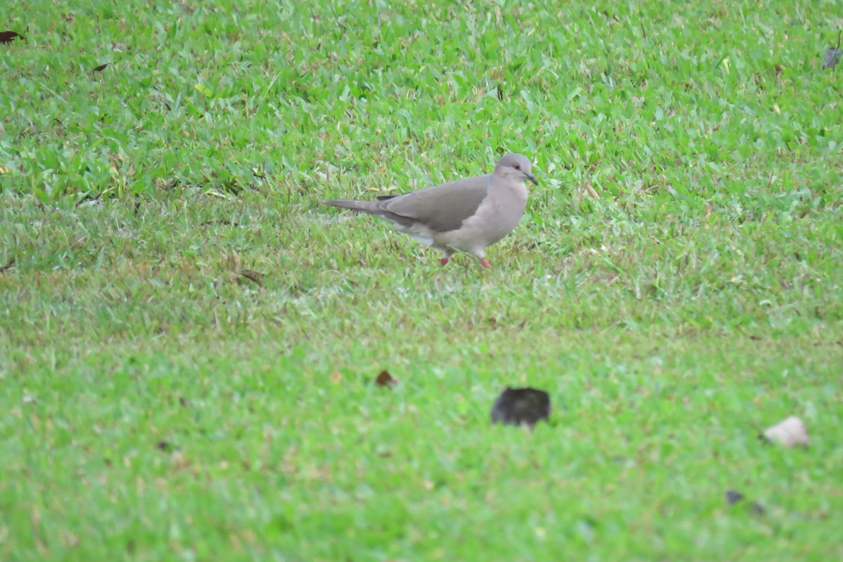 White-tipped Dove - ML620490082