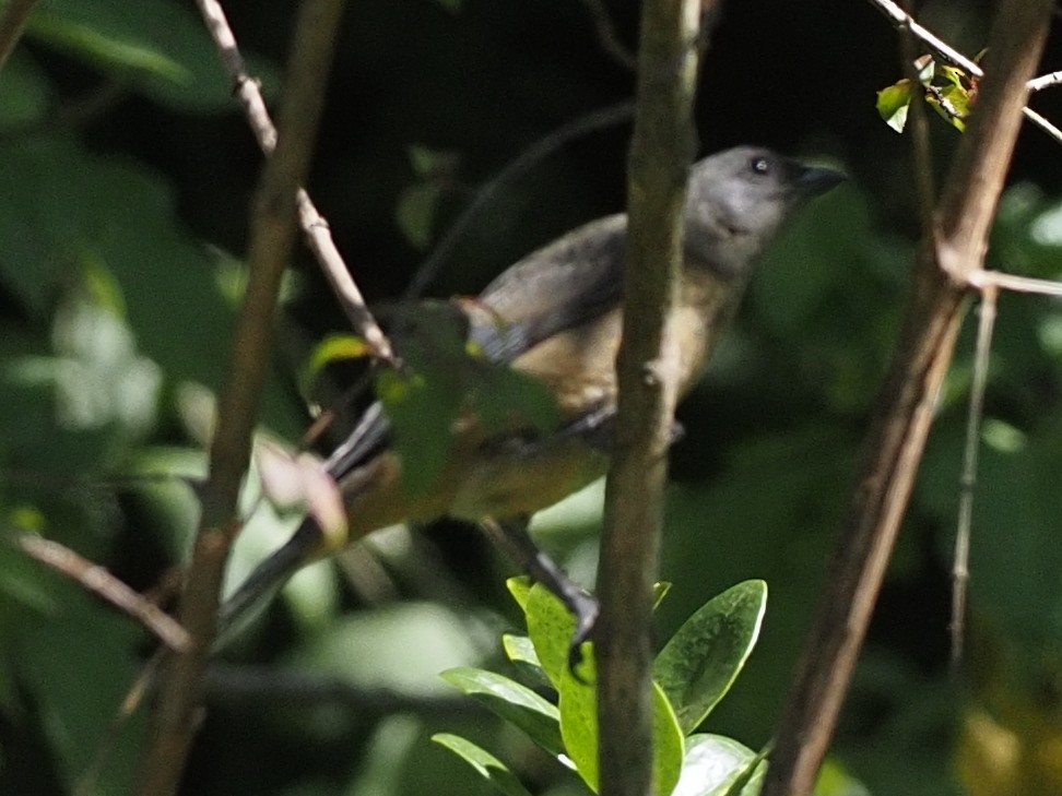 Blue-and-yellow Tanager - ML620490090