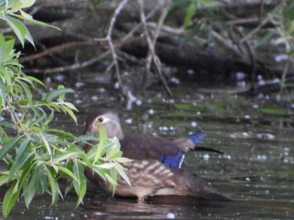 Wood Duck - ML620490092