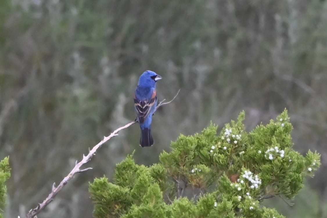 Blue Grosbeak - ML620490100