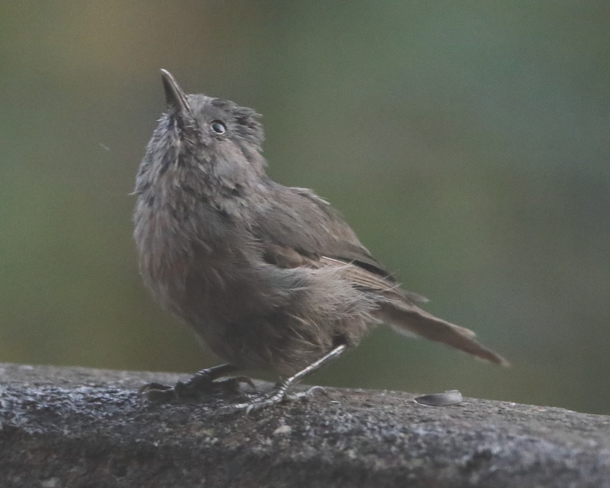 Bushtit - ML620490105