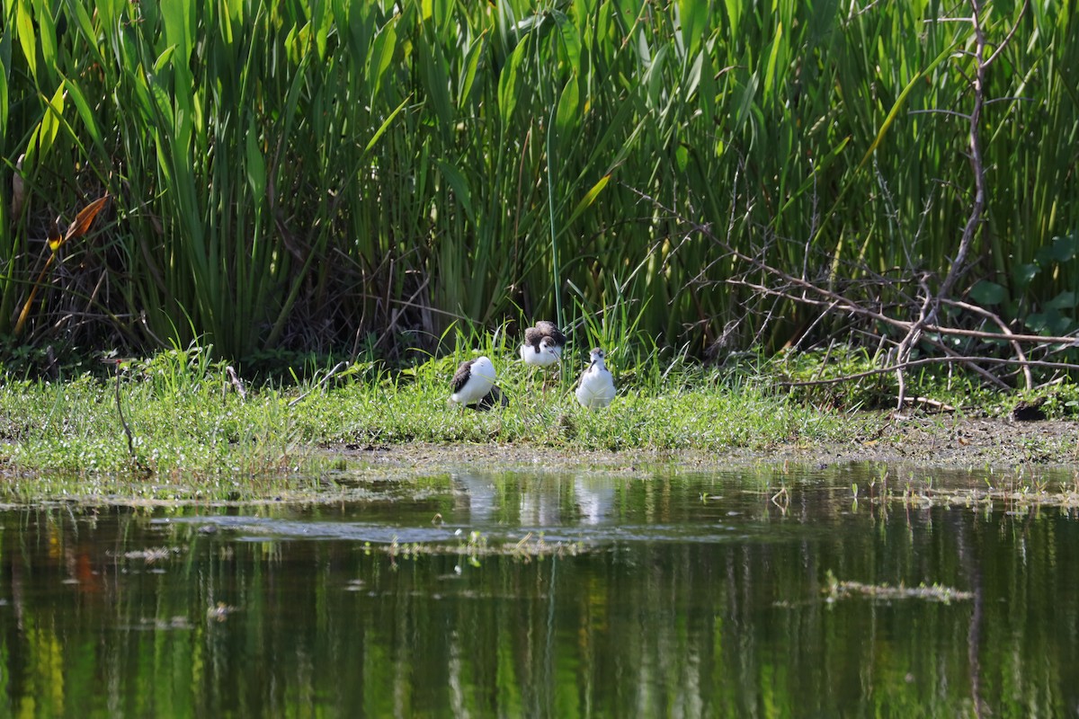 Black-necked Stilt - ML620490107