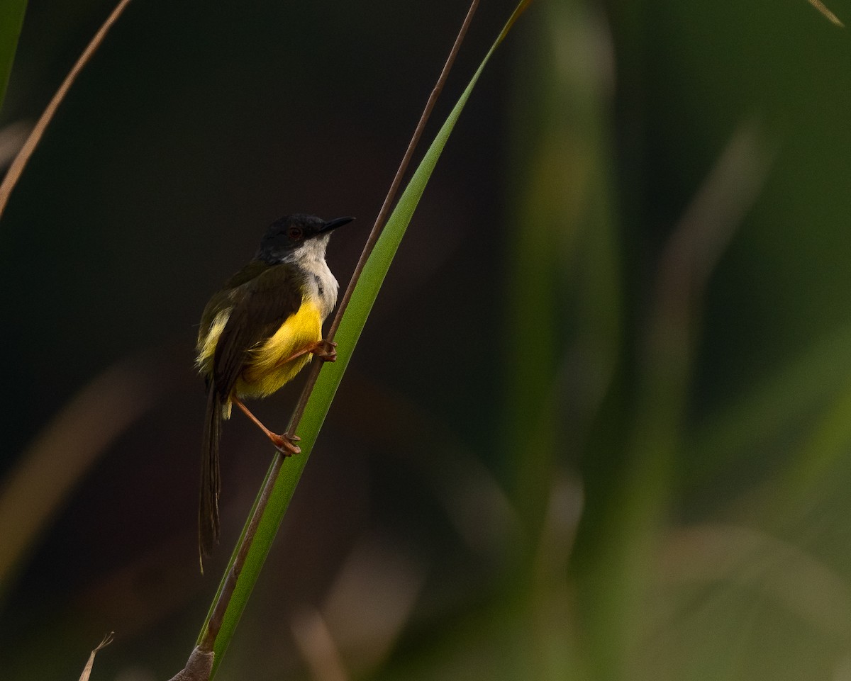 Prinia à ventre jaune - ML620490109