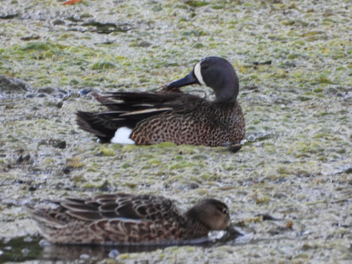 Blue-winged Teal - ML620490111