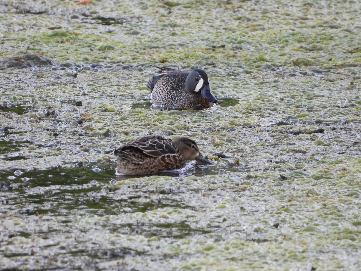 Blue-winged Teal - ML620490112