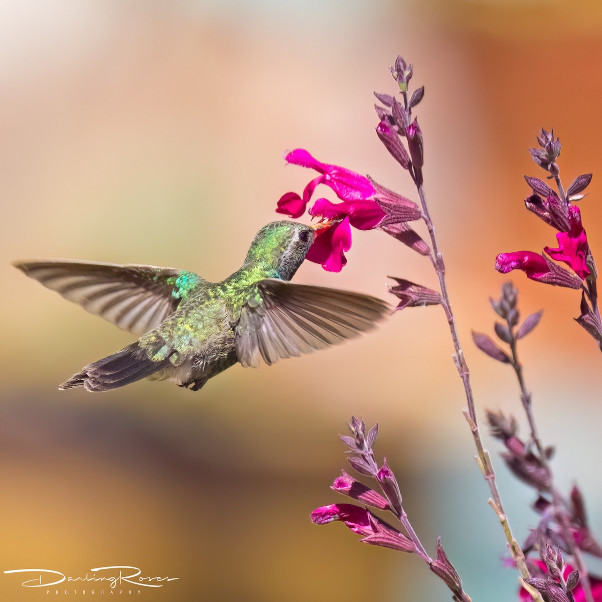 Broad-billed Hummingbird - ML620490114