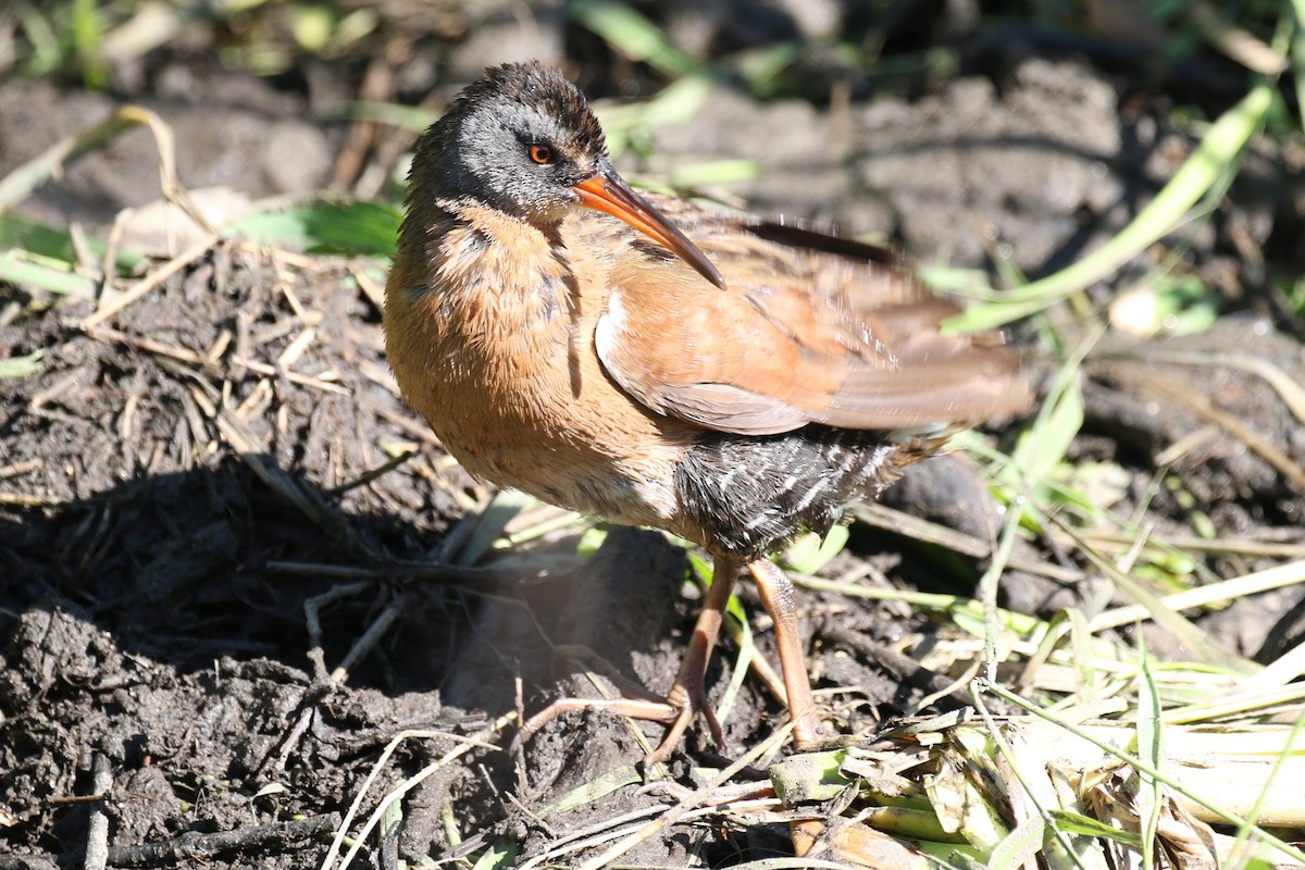 Virginia Rail - ML620490120