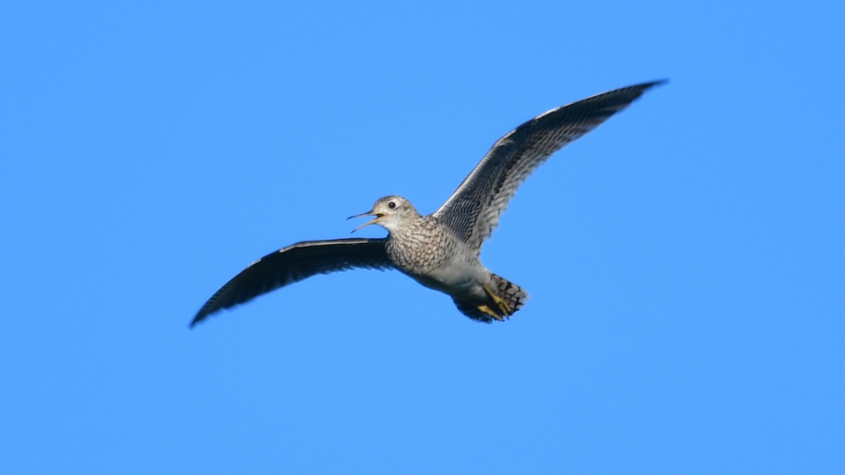 Upland Sandpiper - ML620490124