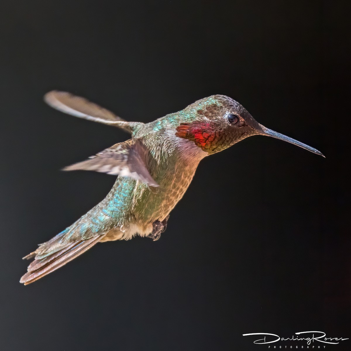 Anna's Hummingbird - ML620490125