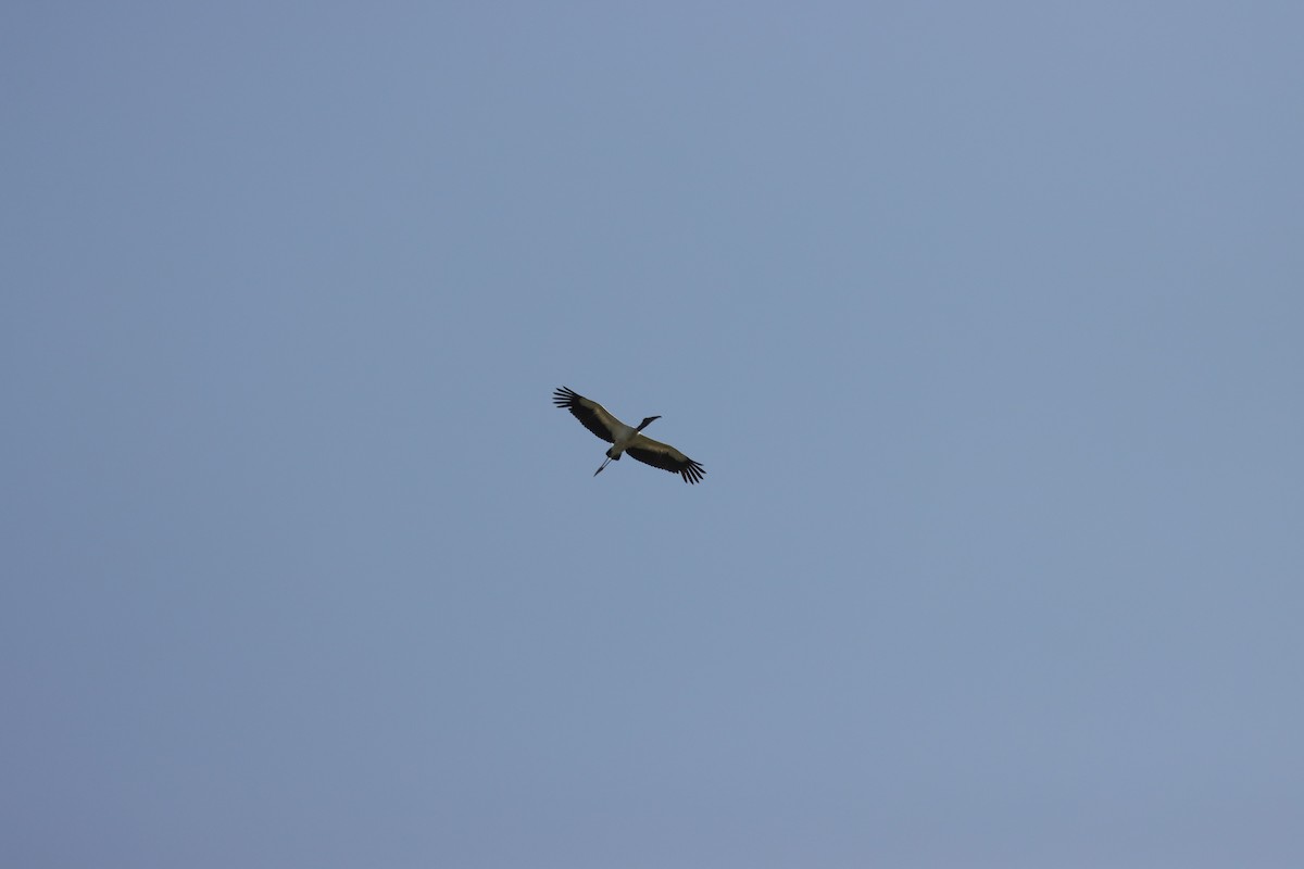 Wood Stork - ML620490126