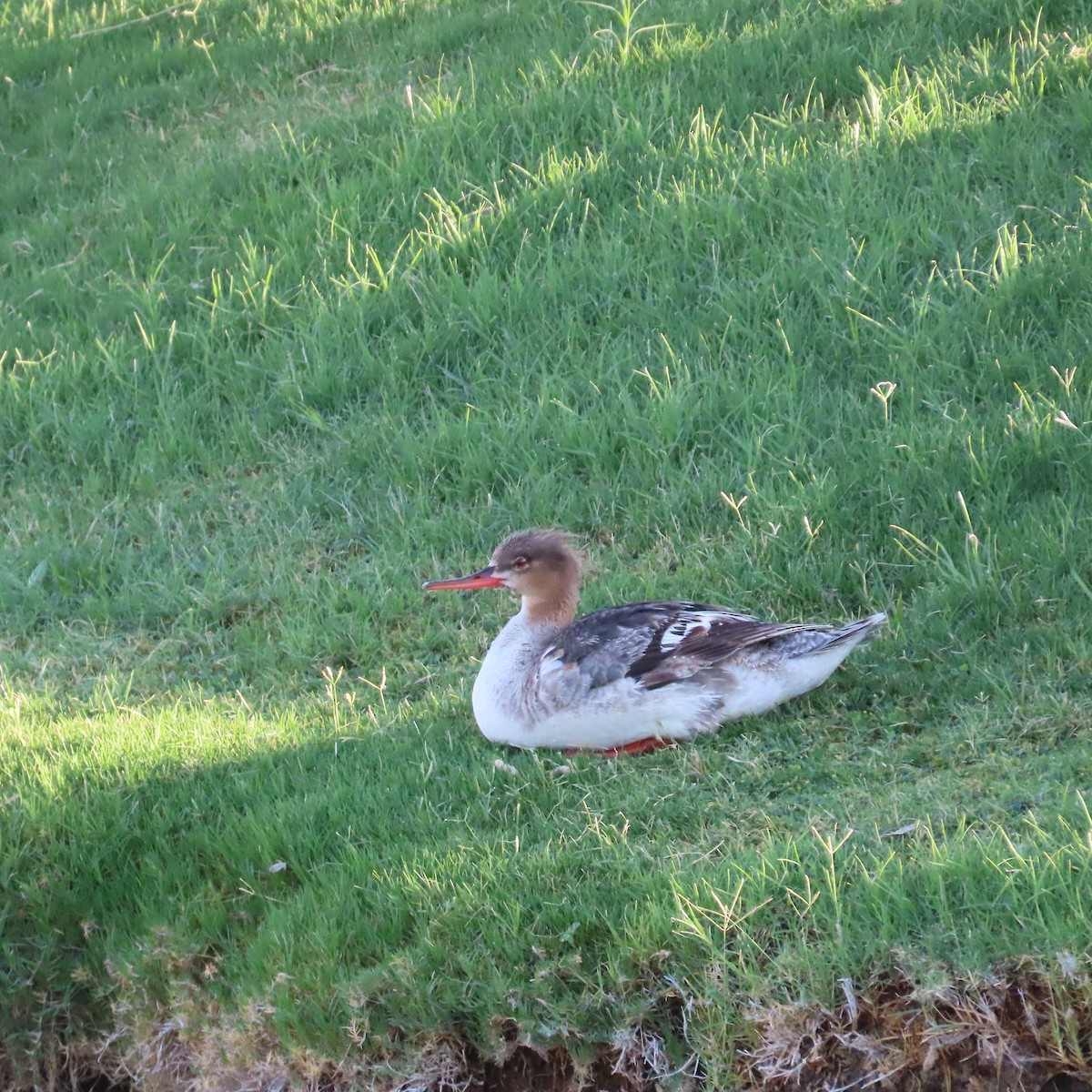 Red-breasted Merganser - ML620490129