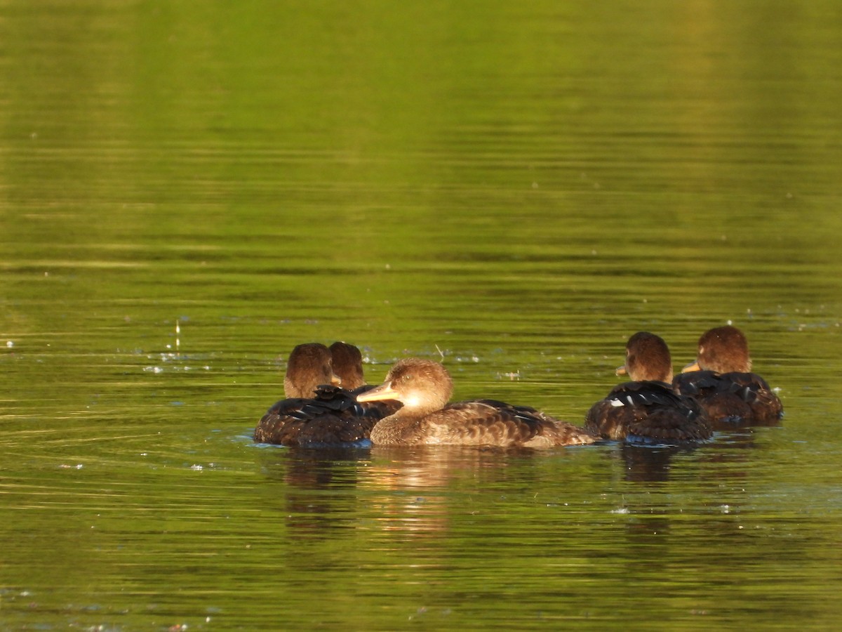 Hooded Merganser - ML620490133