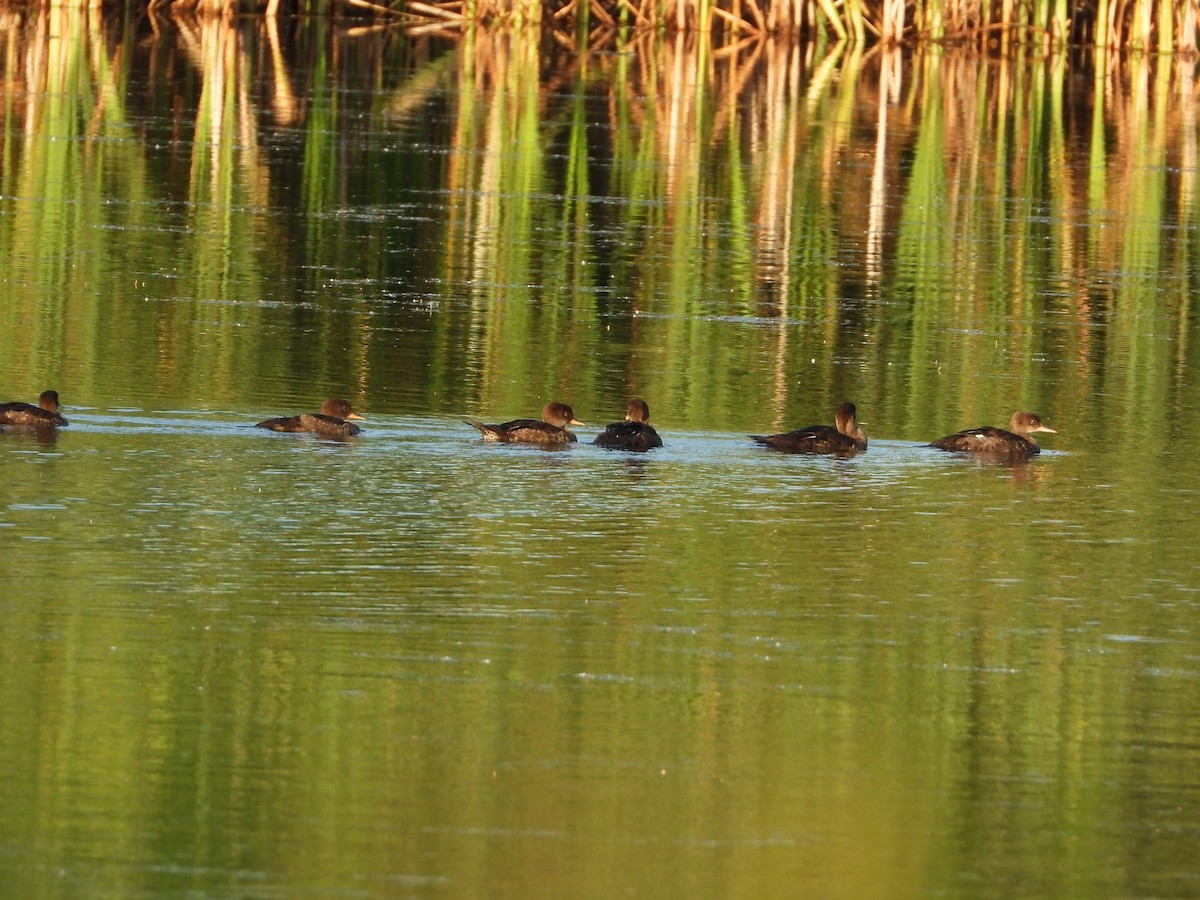 Hooded Merganser - ML620490134