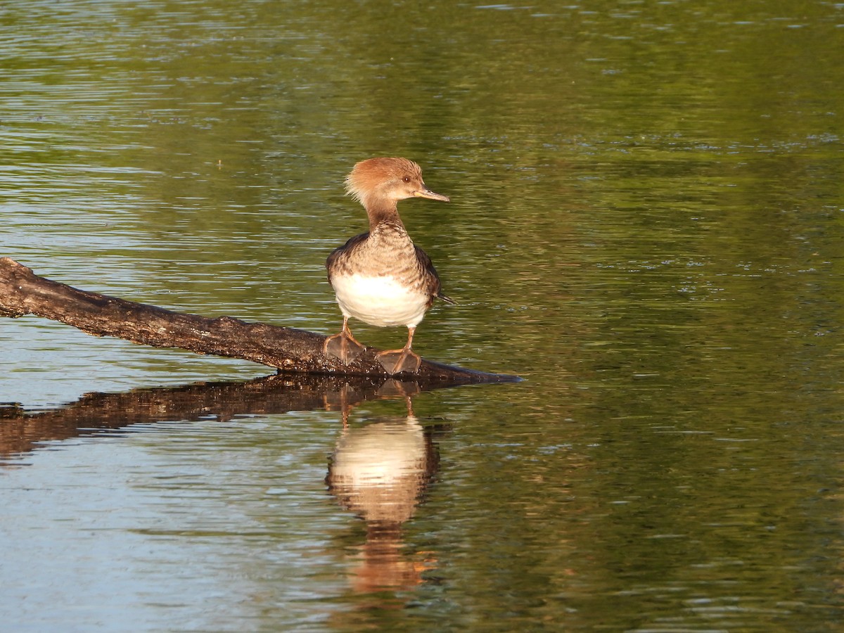 Hooded Merganser - ML620490135