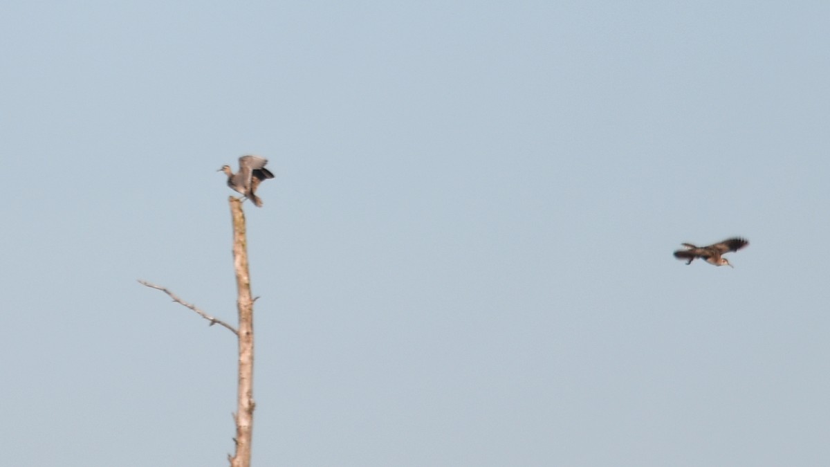 Upland Sandpiper - ML620490137