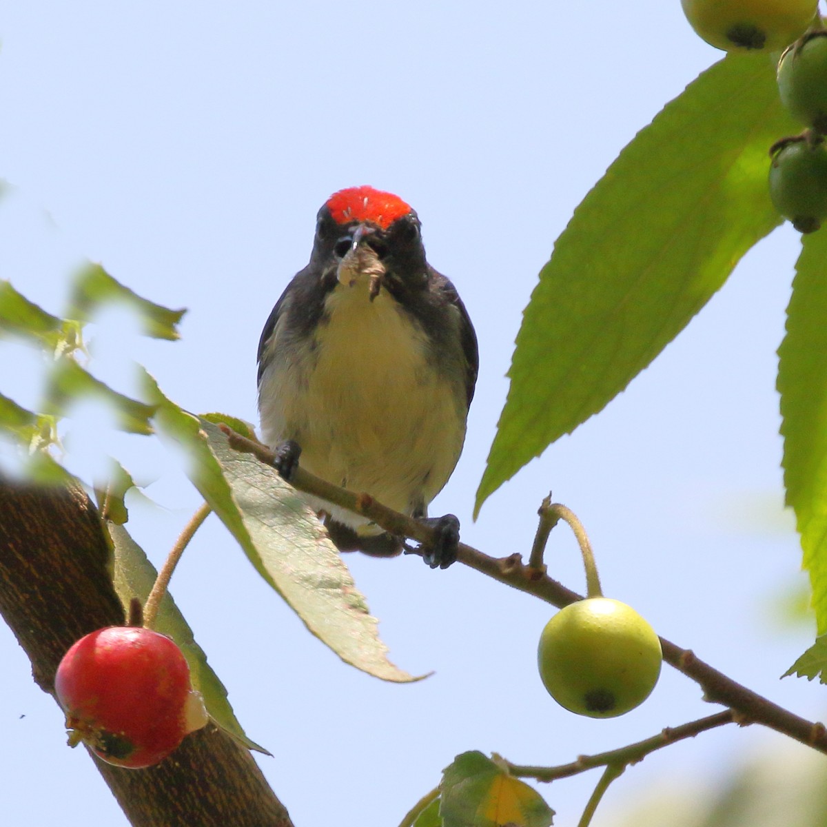 Scarlet-backed Flowerpecker - ML620490138