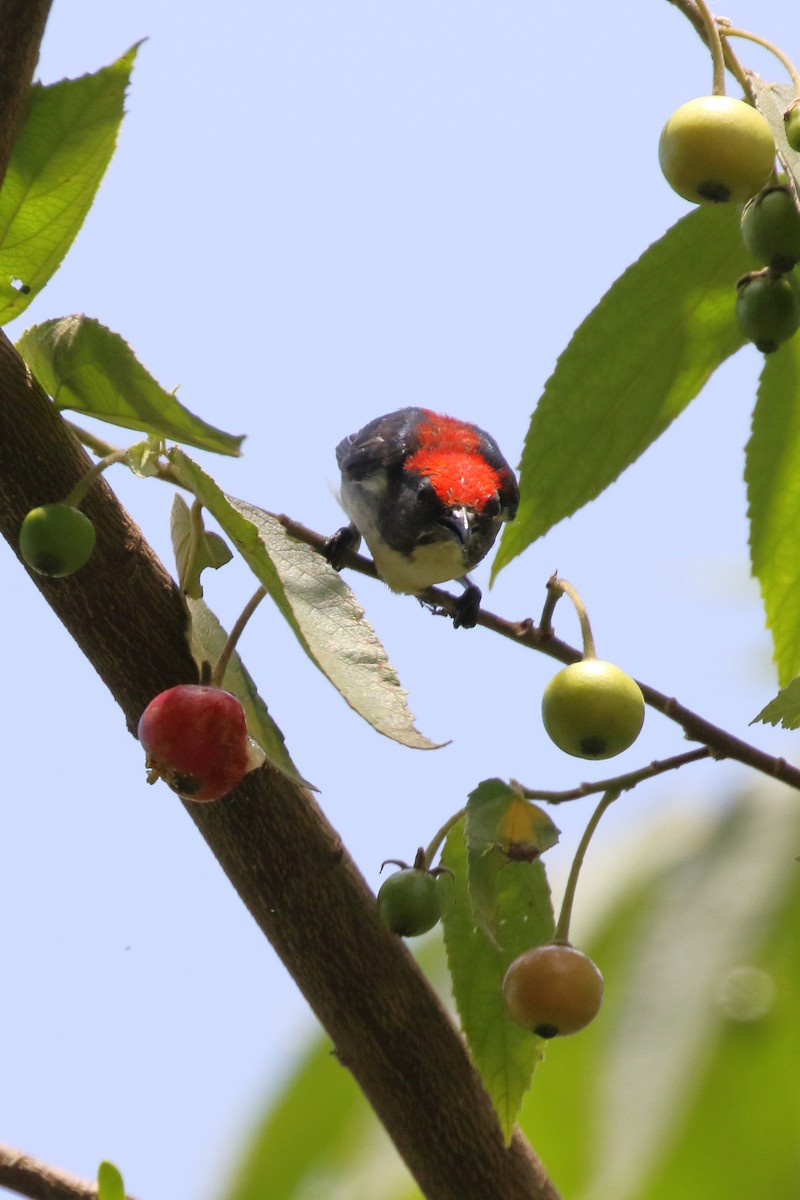 Scarlet-backed Flowerpecker - ML620490139