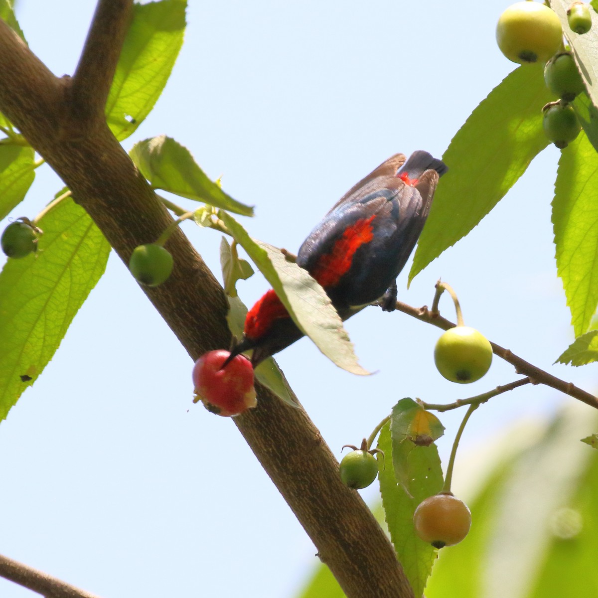 Scarlet-backed Flowerpecker - ML620490140